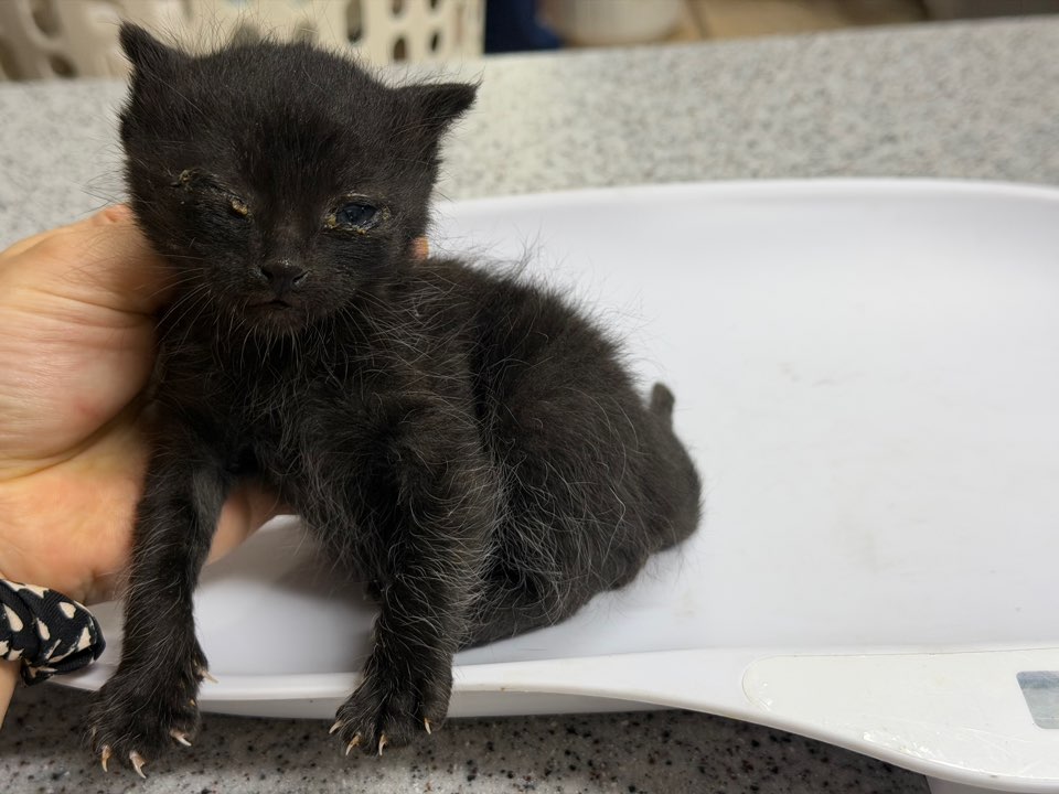 광주동물보호센터_429360202500761